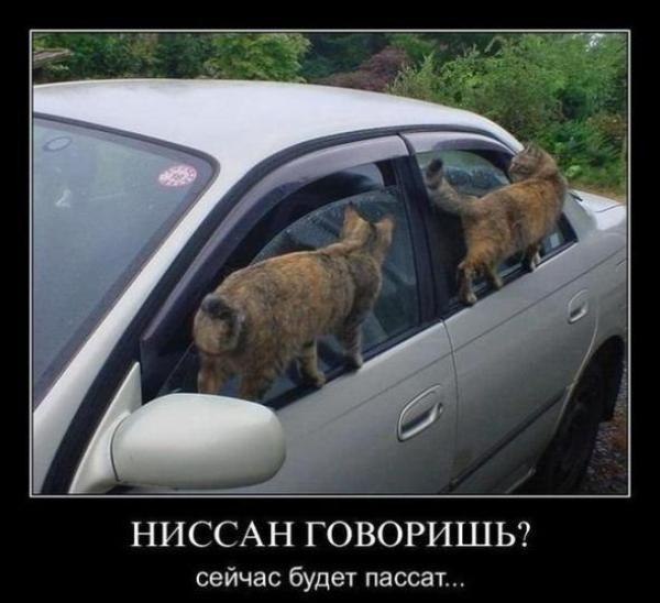 184 картинки для поднятия настроения!