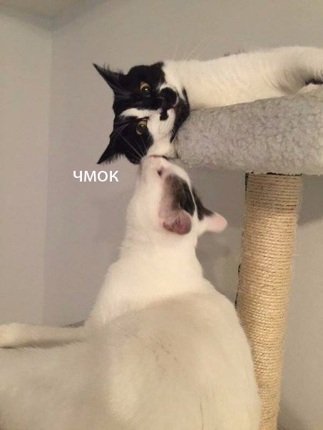 Коты и Кошки
