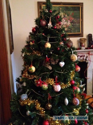 Фотографии кошек на новогодних елках начинают заполнять интернет