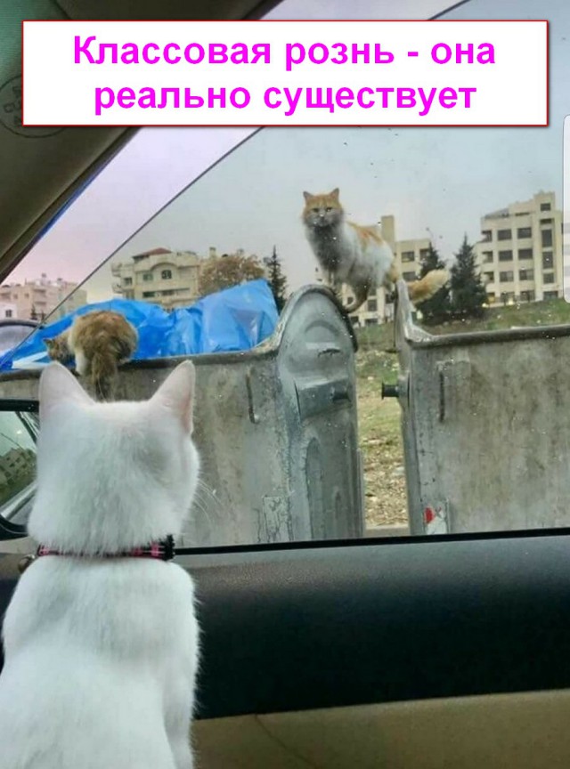 Приколы в картинках или прикольные картинки?