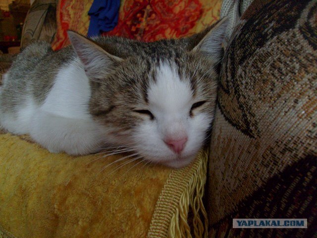 Котовторник на ЯПлакалъ! От числа 09.09.08