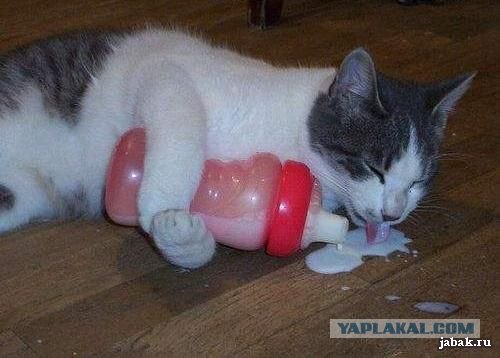 Котовторник. А как же?!