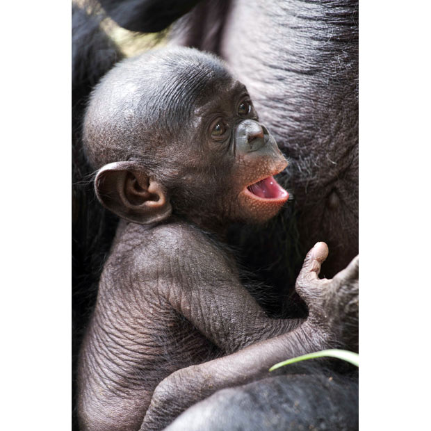 Заповедник Lola ya Bonobo в Конго