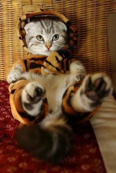 Пятница. Коты vs собаки.