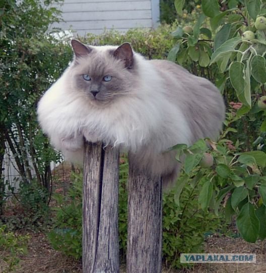 Где может сидеть котэ?