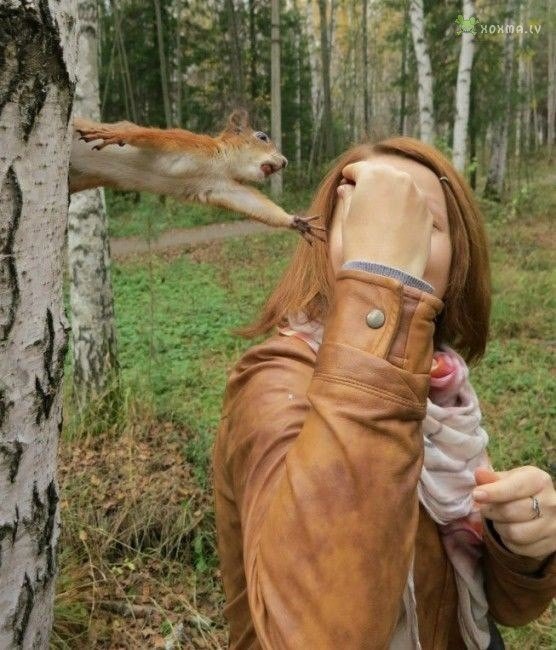Милые животные. Мимиметр сломался