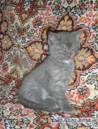 Котовторник 22.11.11