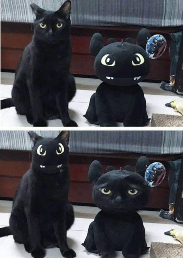 Прикольных котов пост