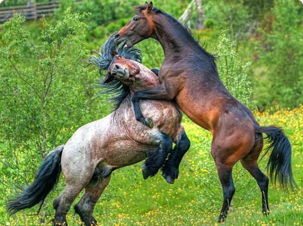 Живность из сети