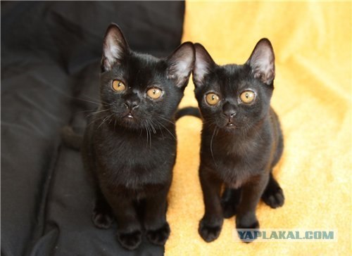 Котовторник  4.09.12