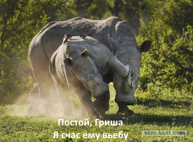 Не ходите дети в Африку гулять