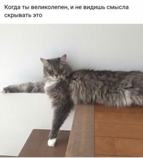 Прикольные картинки