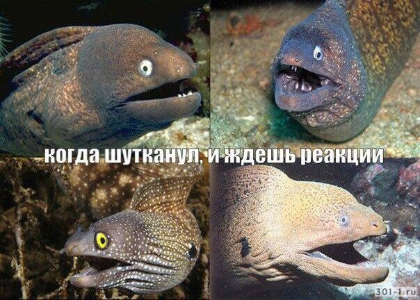 15 мелодий для телефона