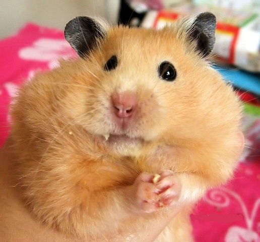 Убийство хомяка