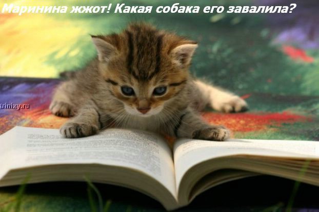 Картинки и мемы для настроения