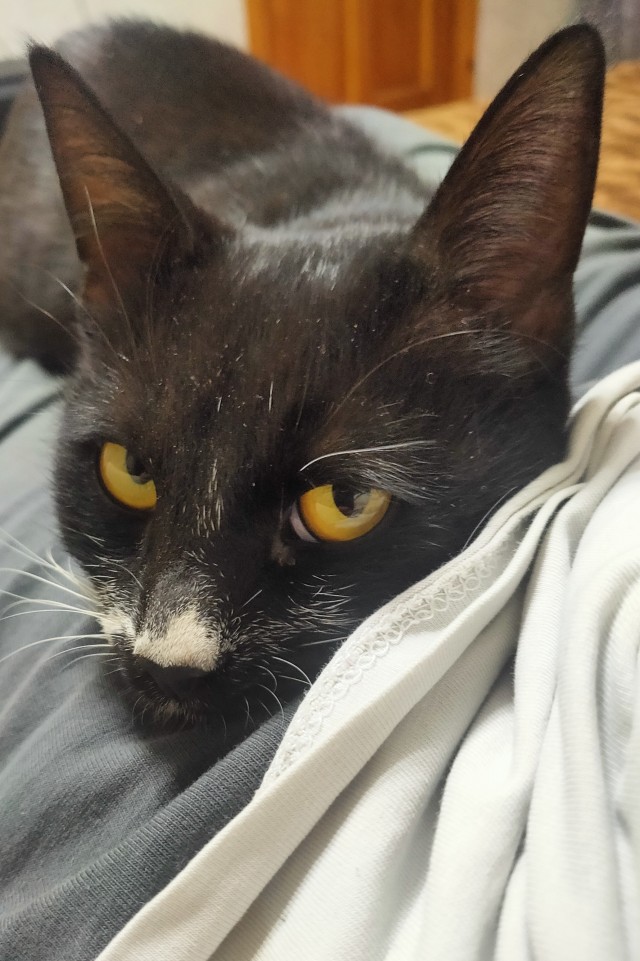 Кошачьи приключения