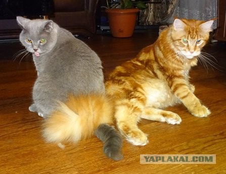 Котовторник 11.01.22