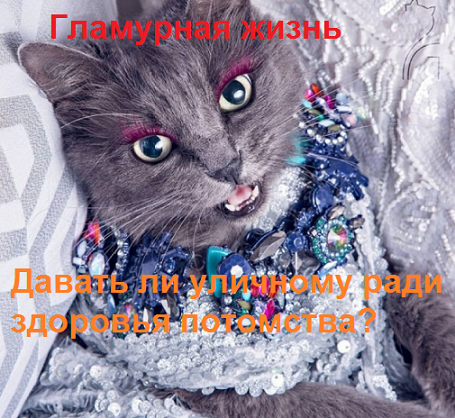 Журнал успешных котов
