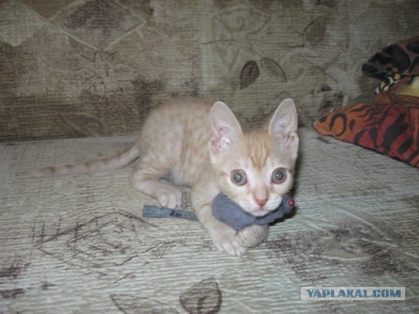 Кошкин дом