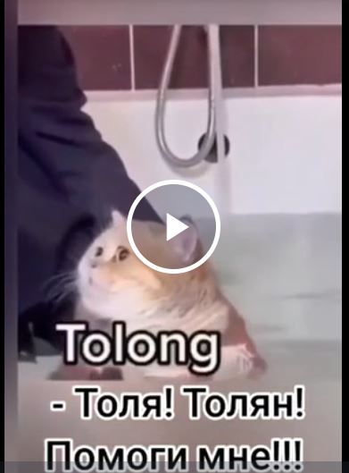 Толя! Толян!