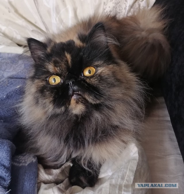 Котовторник уже пришёл?