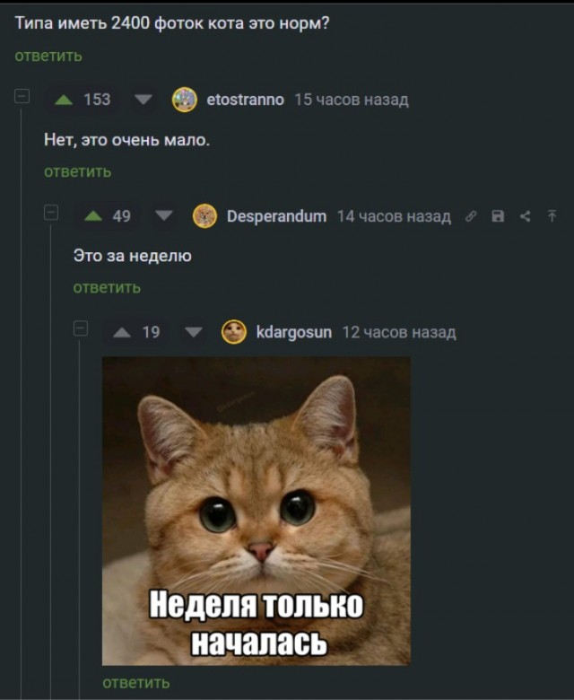 Жизнь домашнего приюта "Котоленд" 430