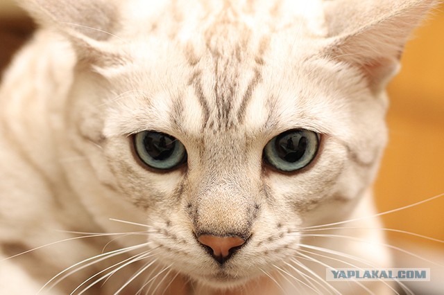 О бенгальских котах на наглядном примере