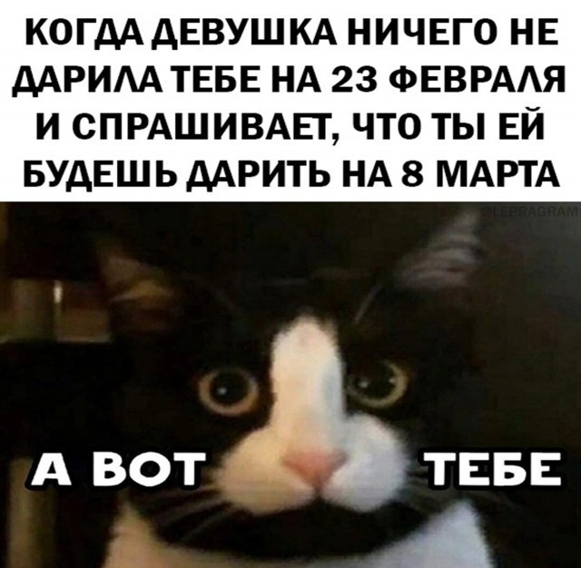 К-котовторник.