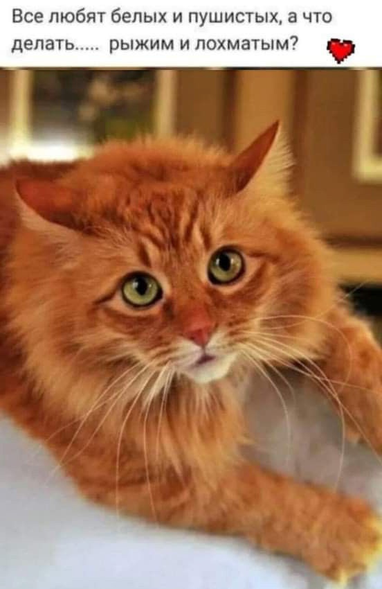 К котовторнику: подборка картинок-баянов с котиками и про котиков. Выпуск 16.