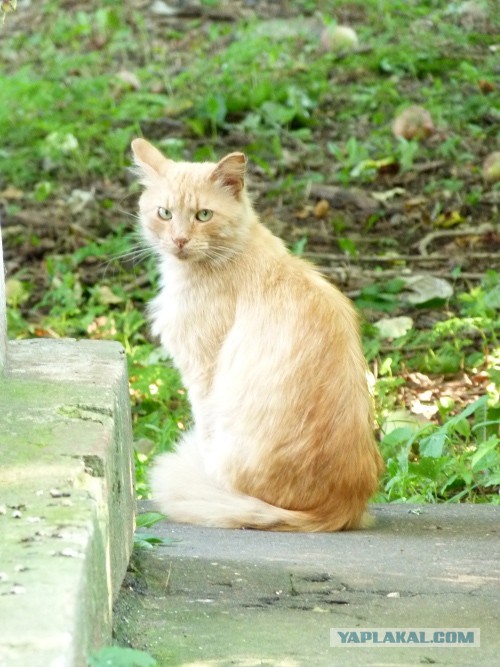 Котовторник 23.07.2013