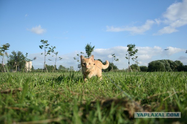 Котовторник  30.07.2013