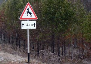 Нежданчик на дороге