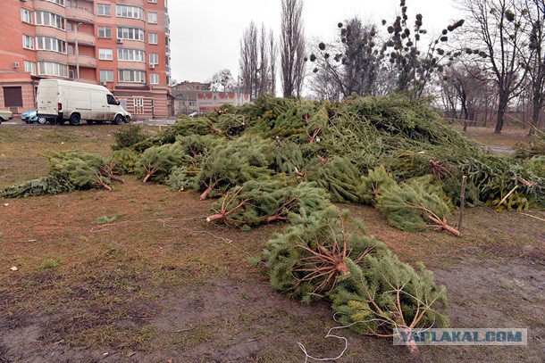 Свалка брошенных елок