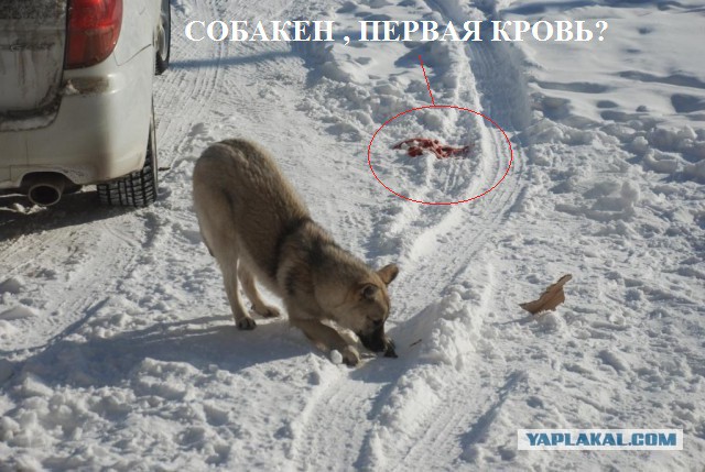 Собакен из поста Как нам надоело жить в хрущёвке