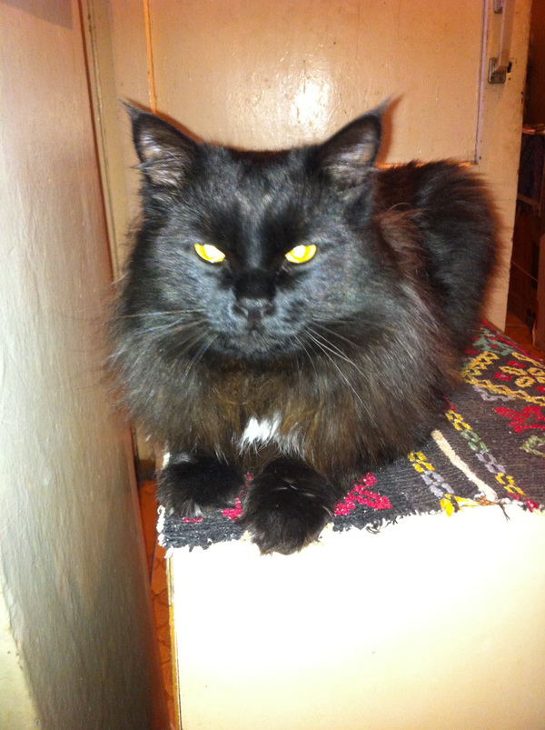 Котовторник 04.03.2014