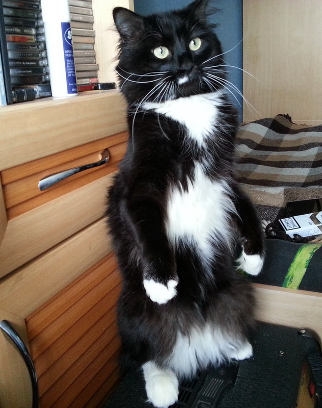 Котовторник 05.08.2014