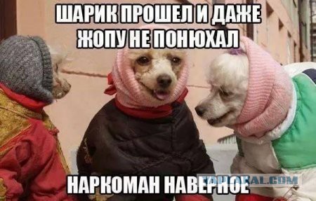 Веселые картинки
