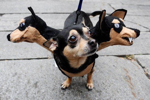 Собаки в смешных костюмах