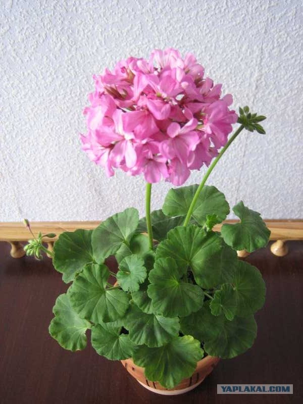 Страшные истории о потере мужского достоинства