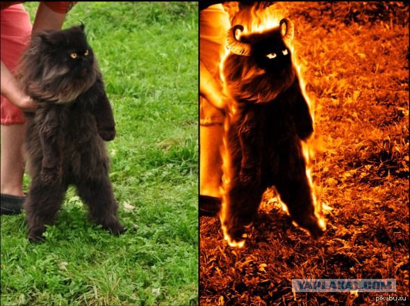 Поломанные коты
