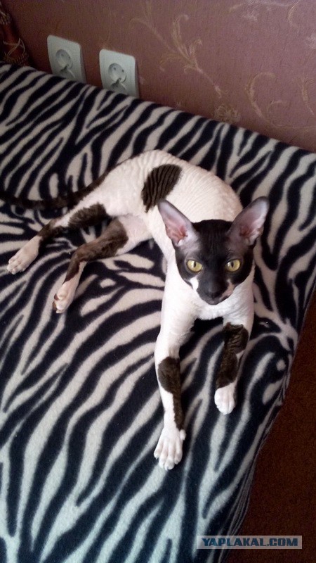 Котовторник 07 04 2015