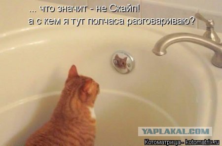 Котовторник