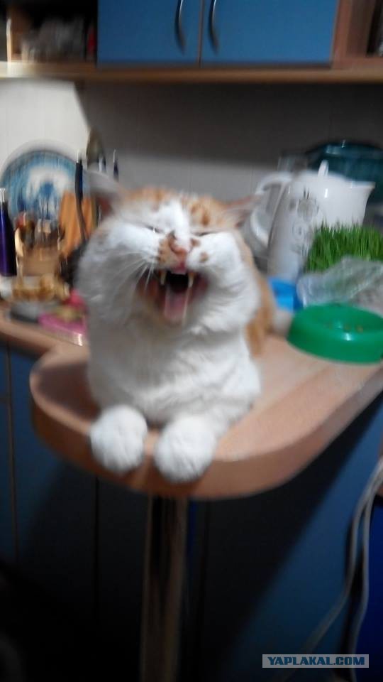 Котовторник 06.10.2015