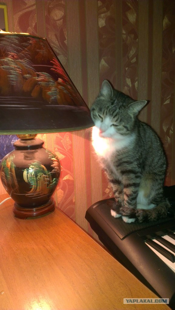 Про кота.