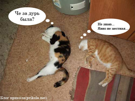 Коты, кошки, котята