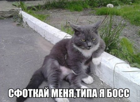 Мой кот меня не уважает?