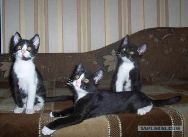 Котовторник 15.12.2015