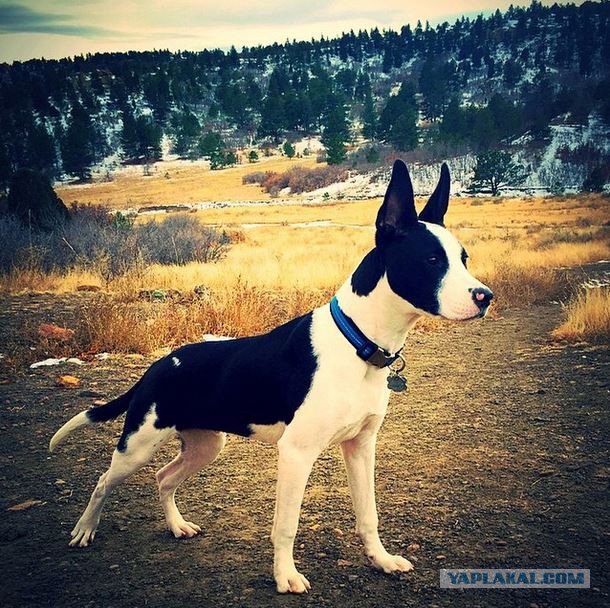 Собакочетверг