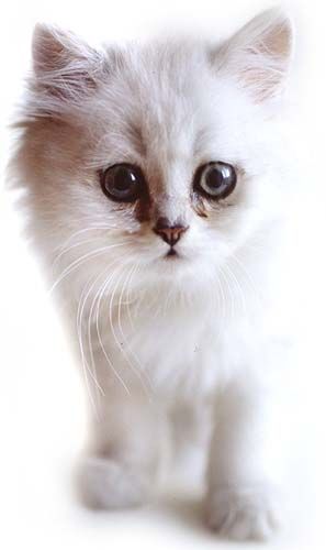 Коты, кошки, котята