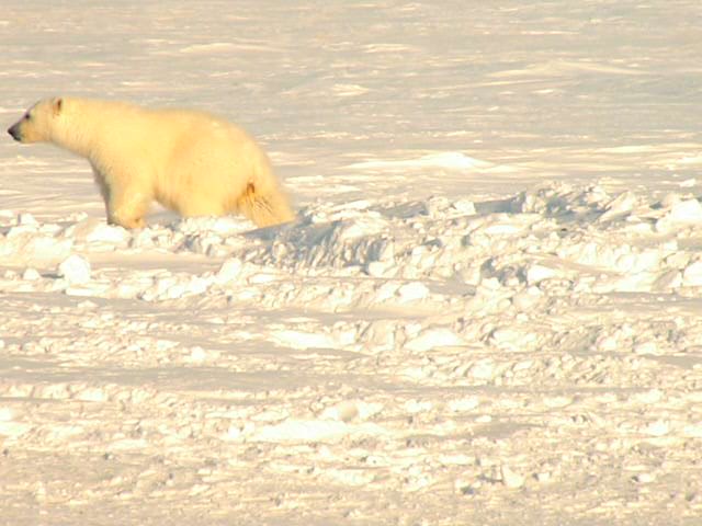 Незванный гость